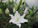 [ARLINGTON CH 1820 110312.JPG]